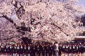 「桜の木の下で」 辻 弘司さん (敦賀市)