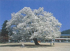 「校庭の桜」 野口幸子さん (福井市)