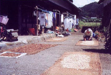 「母の収穫」 三國 清さん (勝山市)